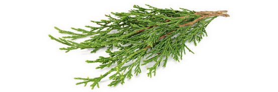 Le macérat de bourgeons de Cèdre du Liban